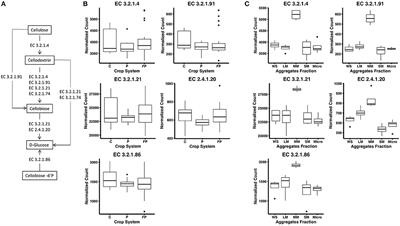 Spatial Structuring of Cellulase Gene Abundance and Activity in Soil